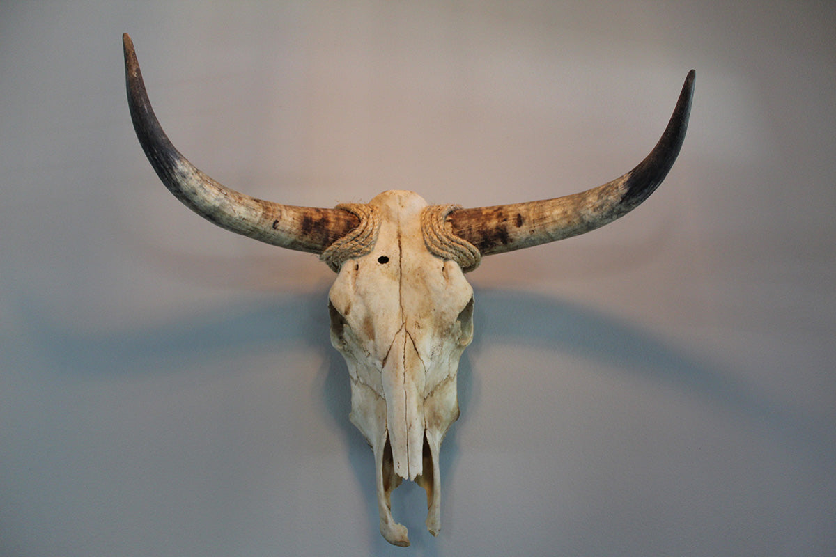 Cow Skull Unpolished 01 Longhorn All Natural Real