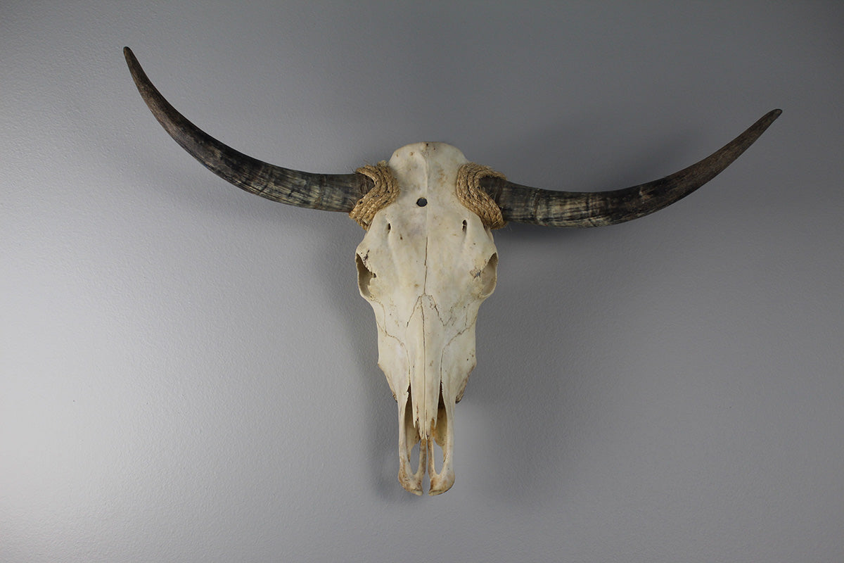 Cow Skull Unpolished 02 Longhorn All Natural Real