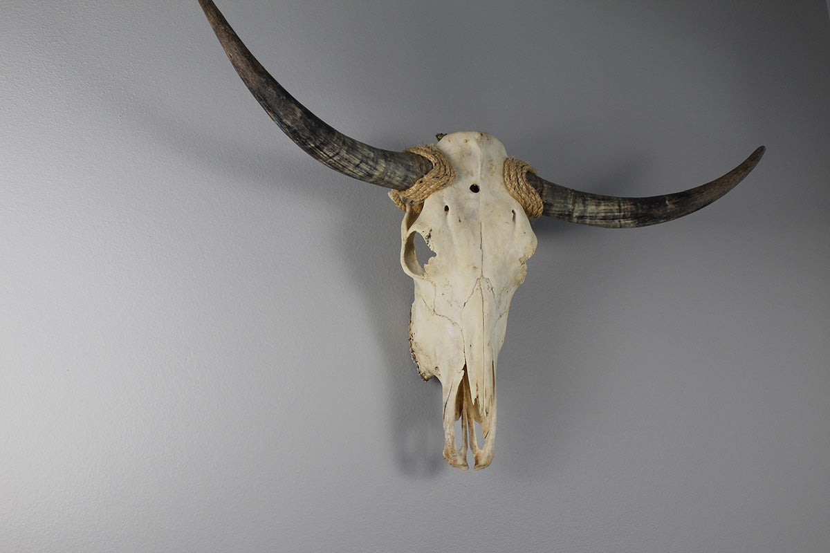 Cow Skull Unpolished 02 Longhorn All Natural Real
