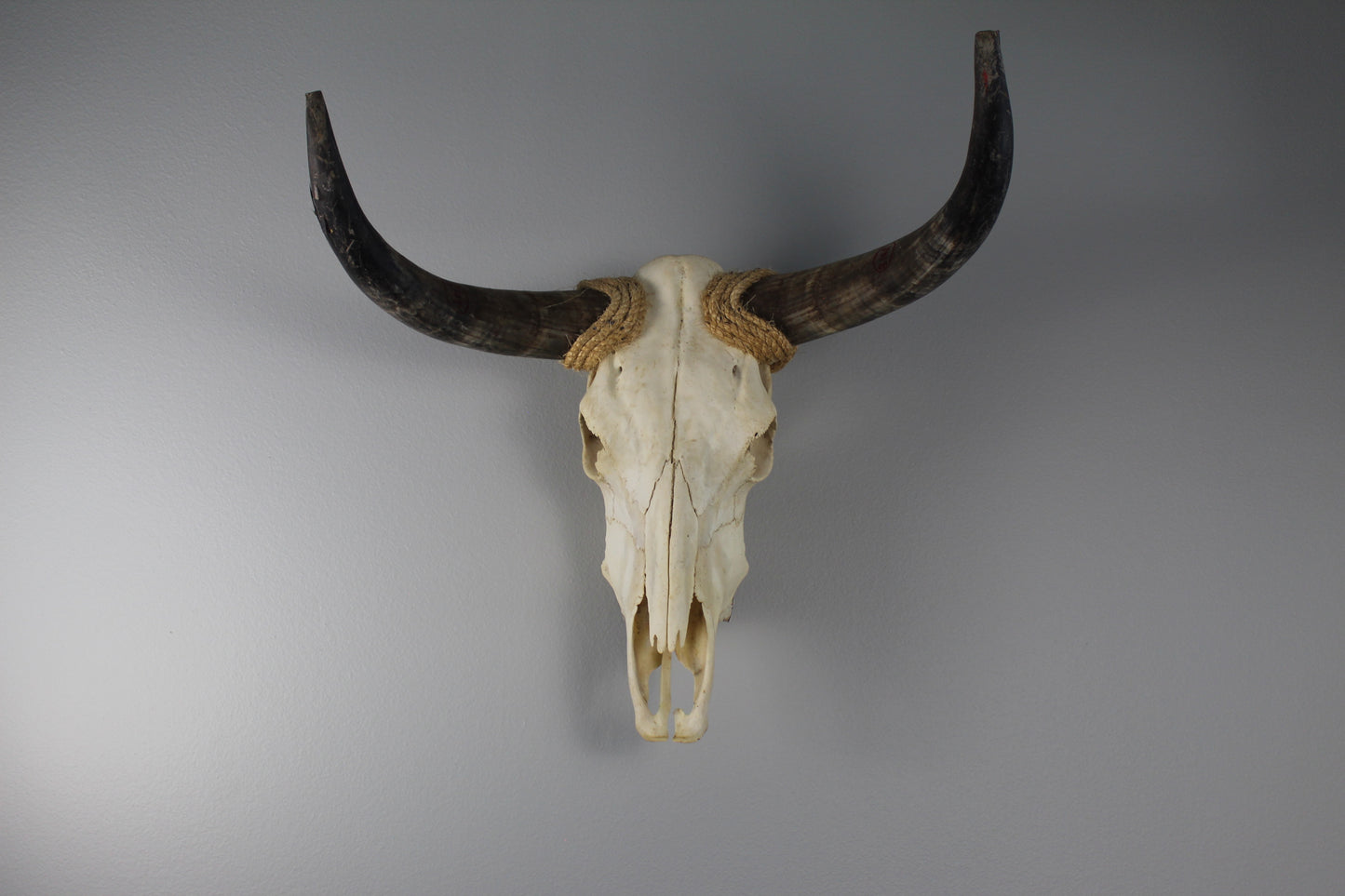 Cow Skull Unpolished 03 Longhorn All Natural Real