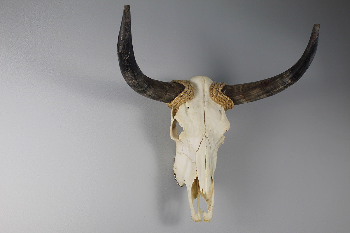 Cow Skull Unpolished 03 Longhorn All Natural Real