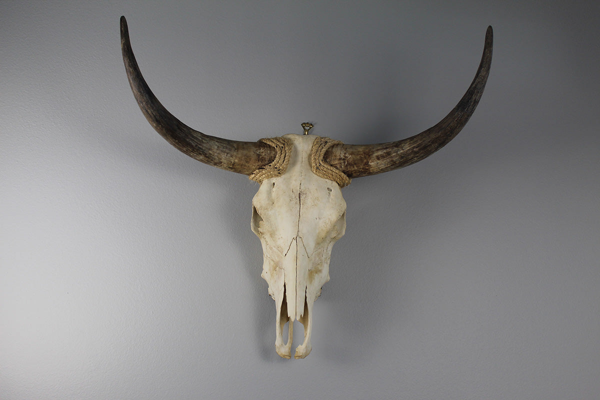 Cow Skull Unpolished 04 Longhorn All Natural Real