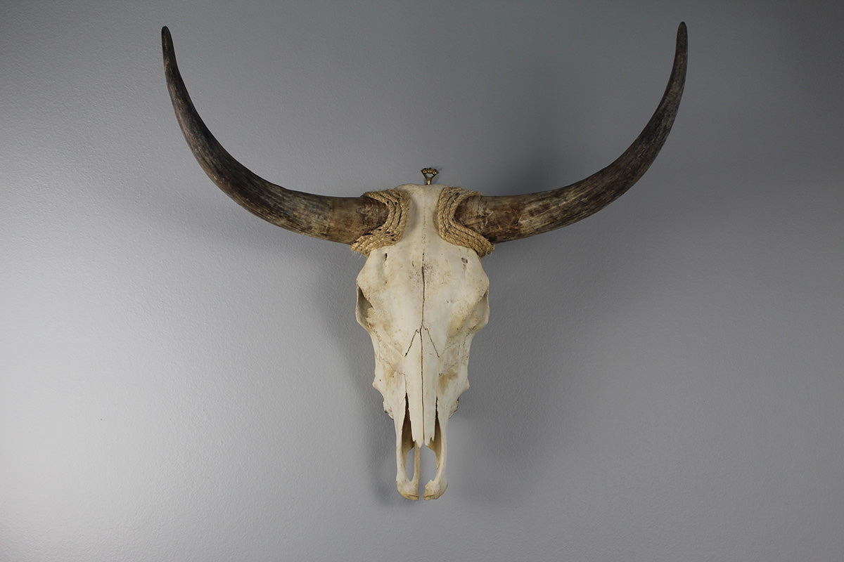 Cow Skull Unpolished 04 Longhorn All Natural Real