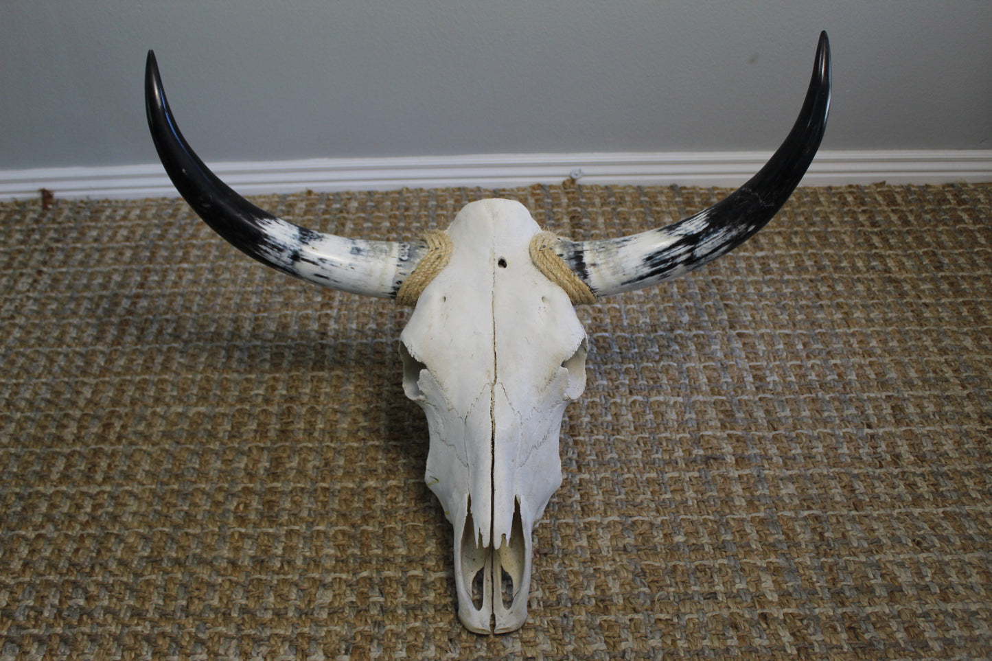 Polished Cow Skull P902 Longhorn All Natural Real