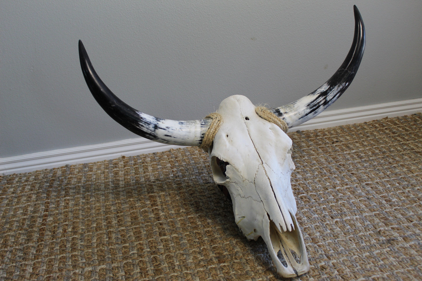 Polished Cow Skull P902 Longhorn All Natural Real