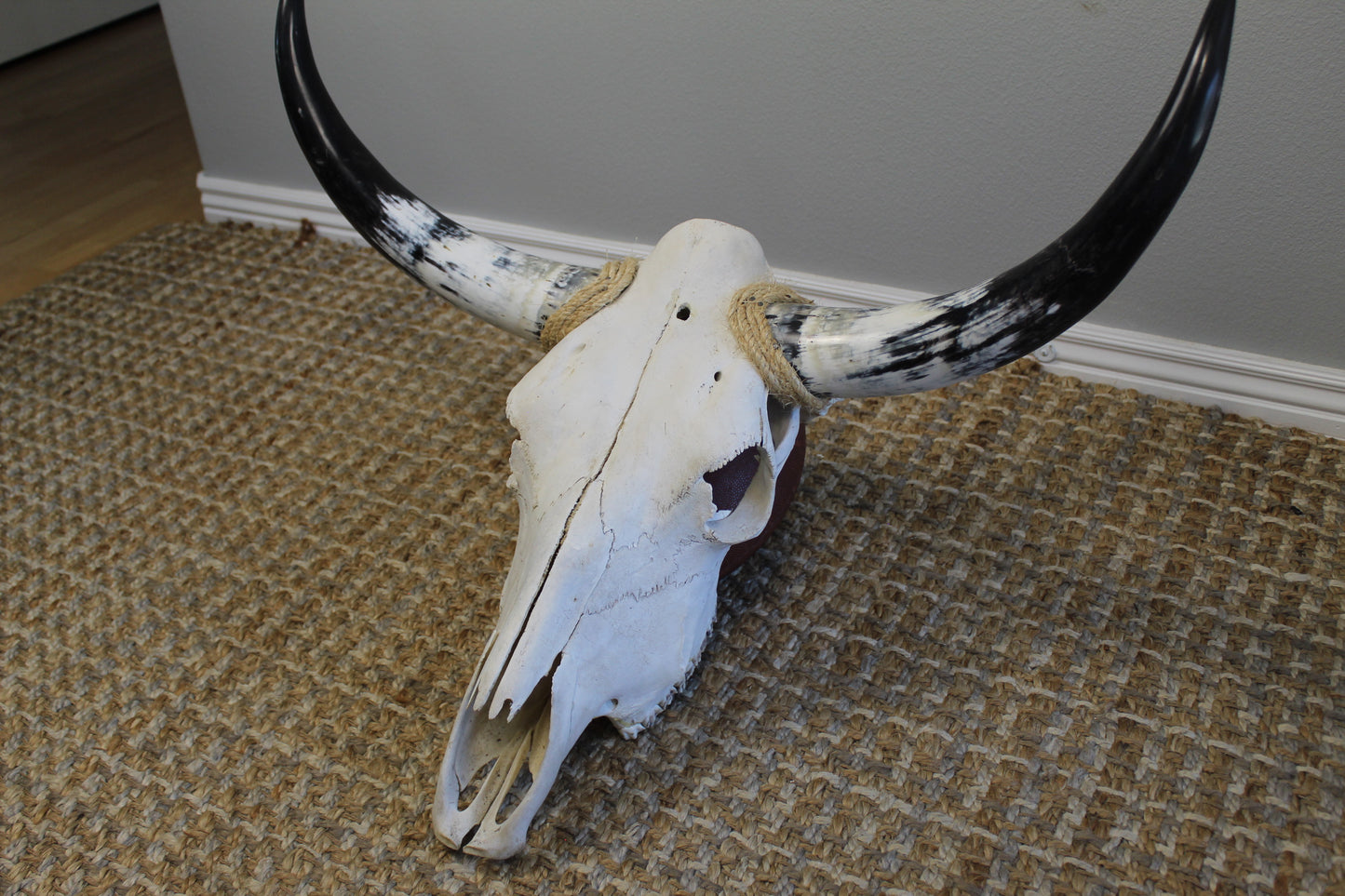 Polished Cow Skull P902 Longhorn All Natural Real
