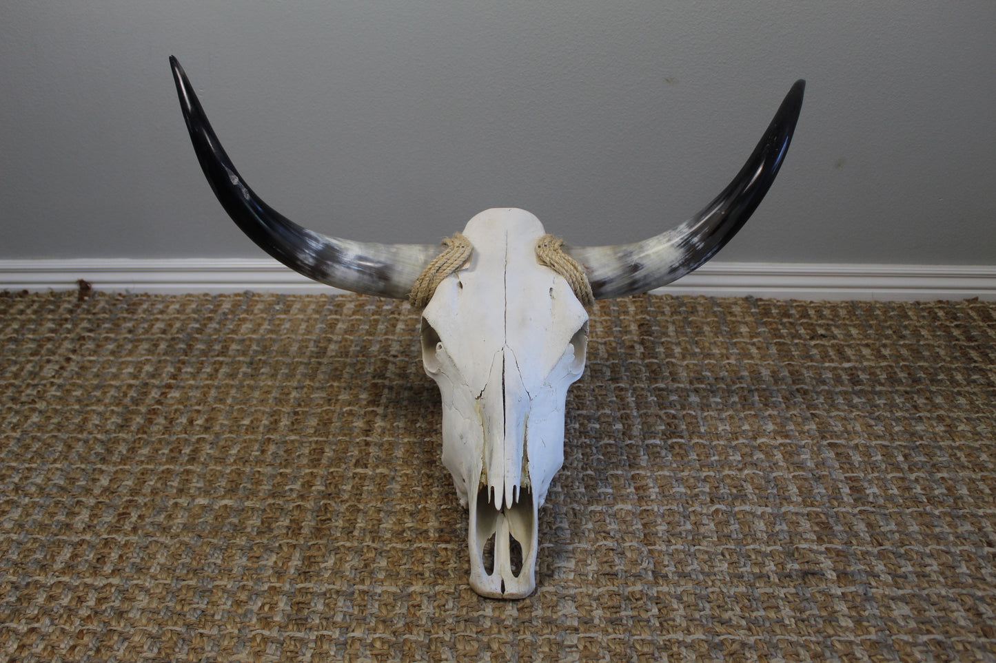 Polished Cow Skull P901 Longhorn All Natural Real