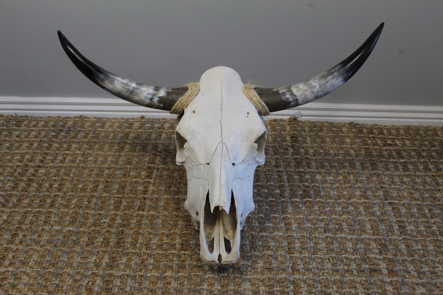 Polished Cow Skull P903 Longhorn All Natural Real