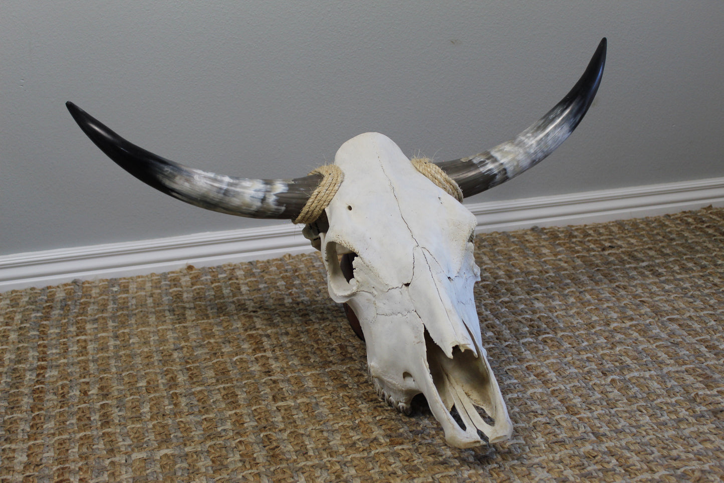 Polished Cow Skull P903 Longhorn All Natural Real