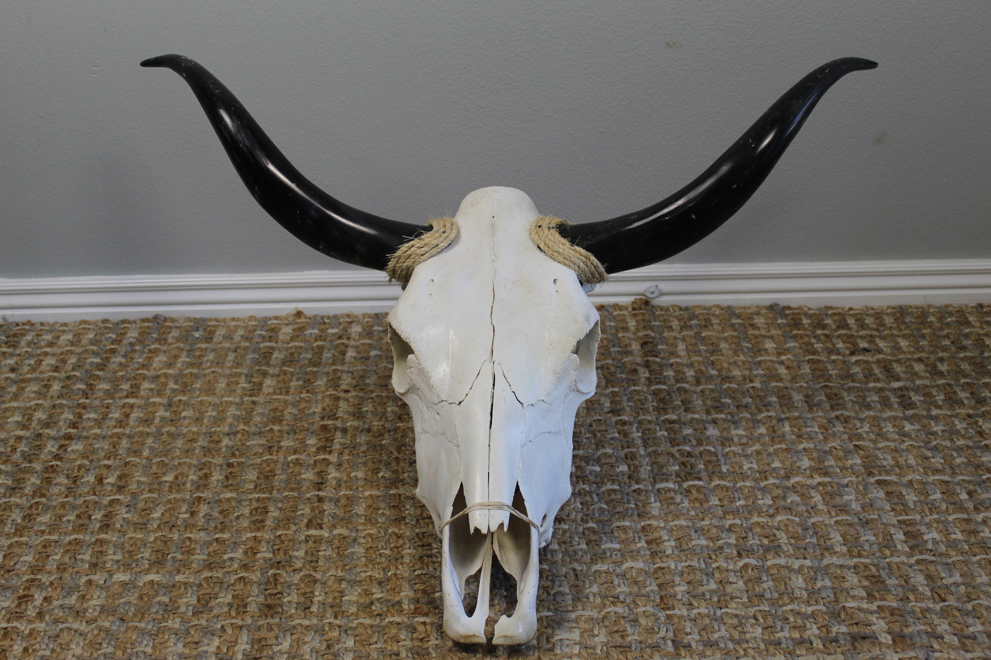 Polished Cow Skull P904 Longhorn All Natural Real