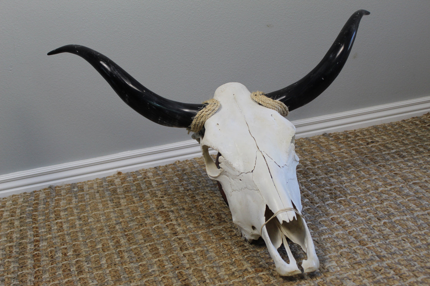 Polished Cow Skull P904 Longhorn All Natural Real