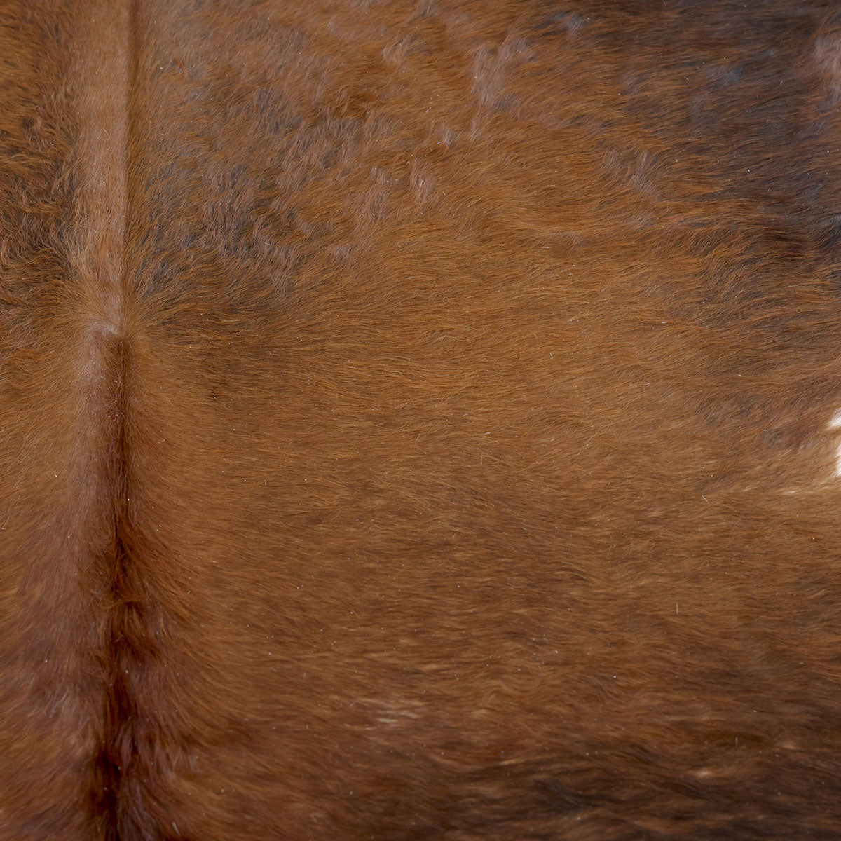 Natural Brazilian Cowhide Pattern 1119 (Golden Brown)
