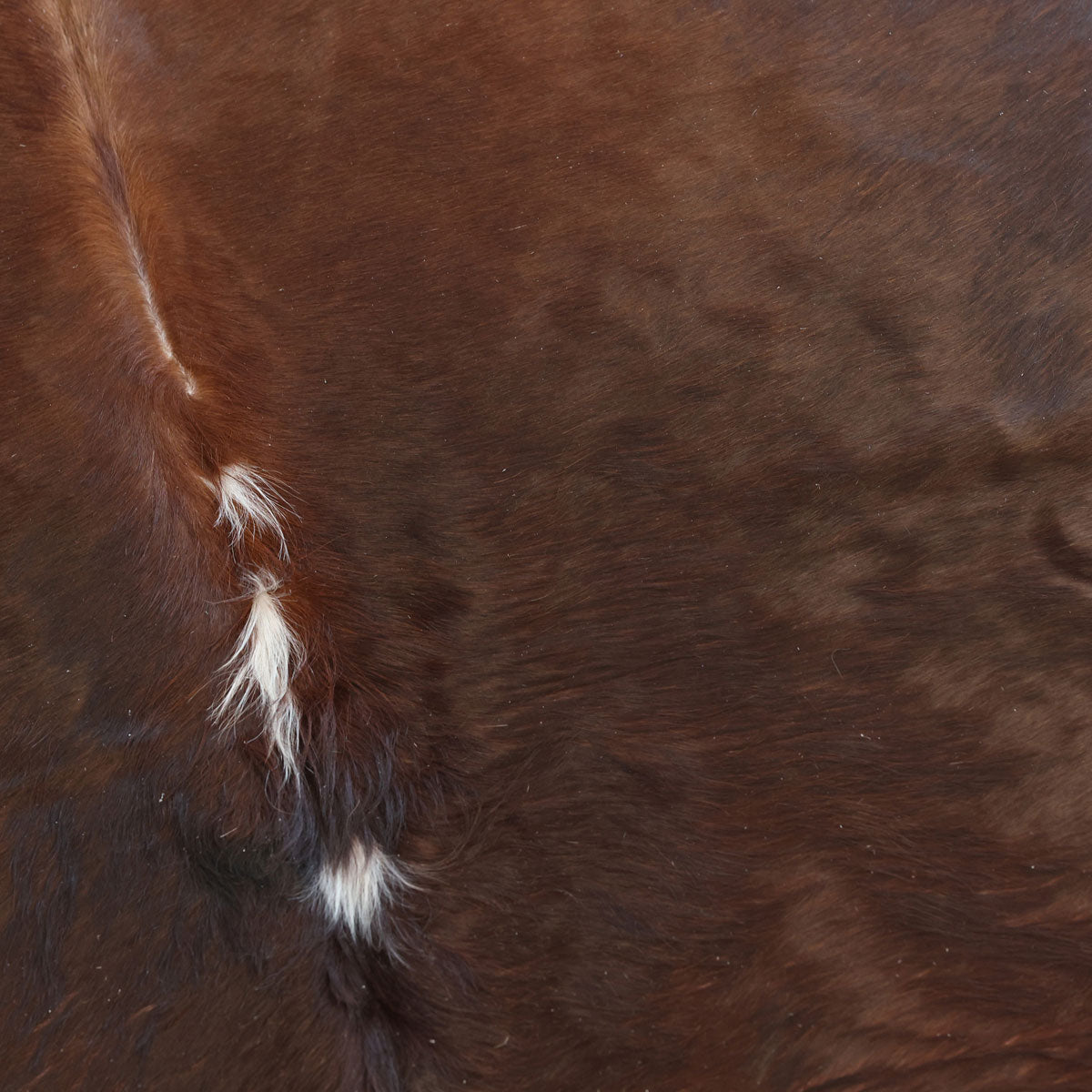 Natural Brazilian Cowhide Pattern 1123 (Golden Brown)