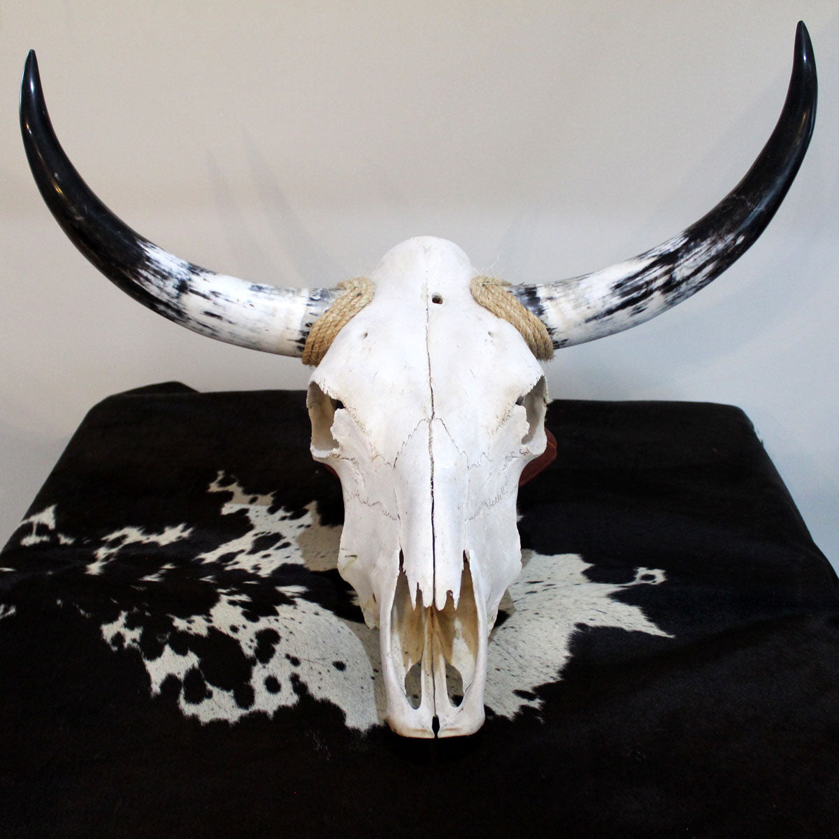 Polished Cow Skull P902 Longhorn All Natural Real