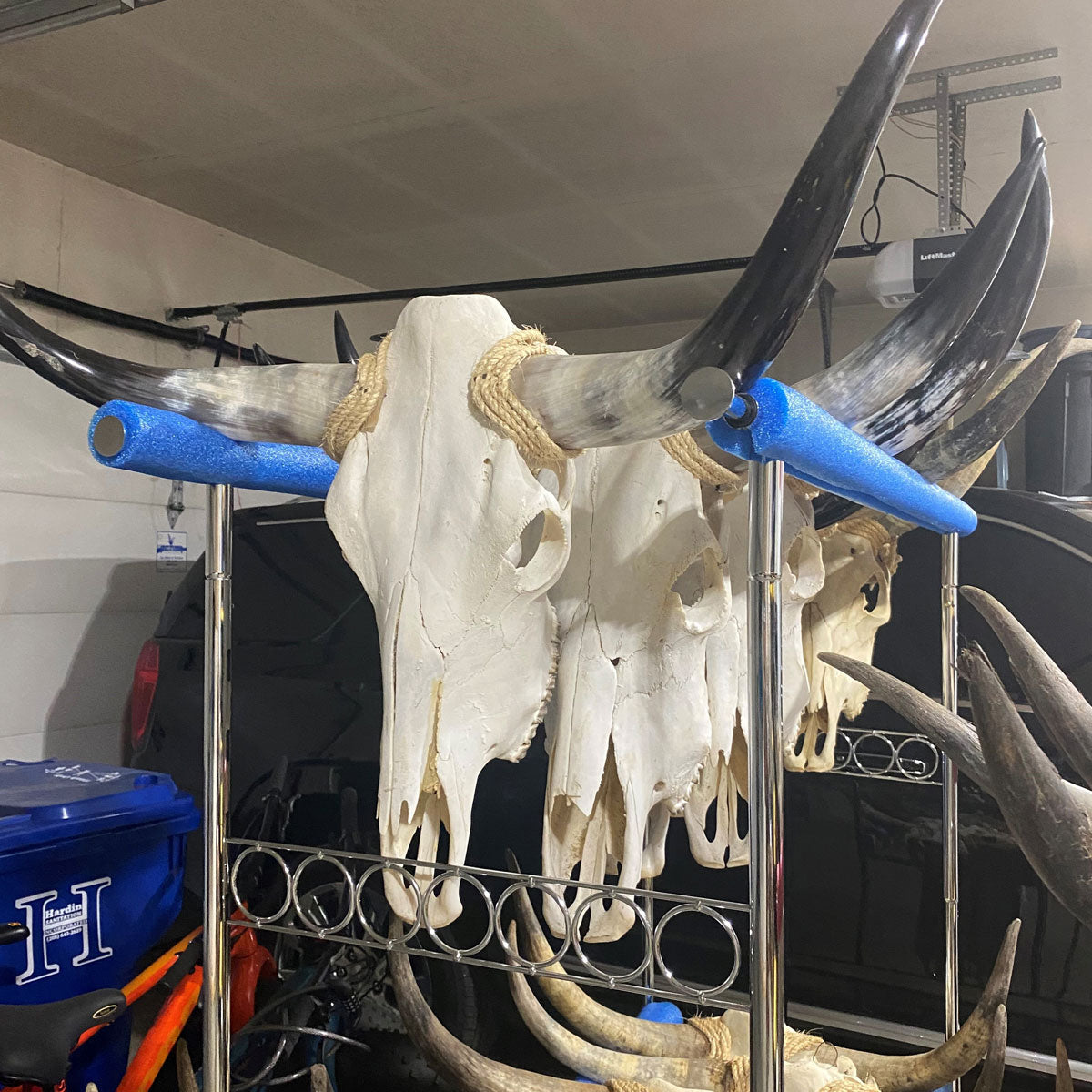 Polished Cow Skull P904 Longhorn All Natural Real