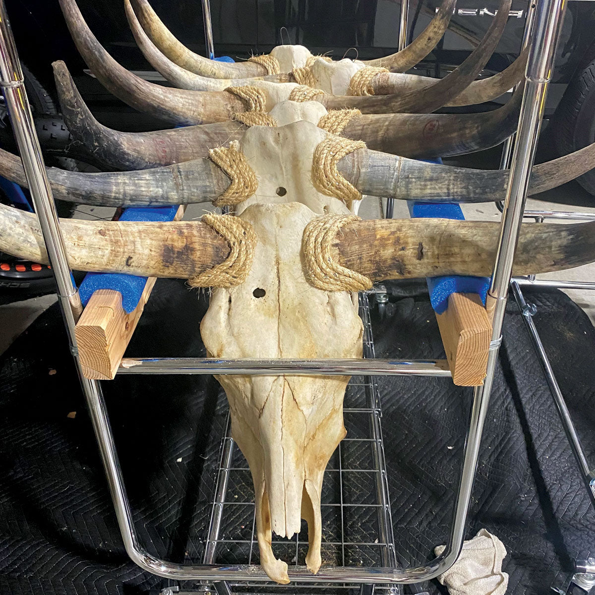 Cow Skull Unpolished 02 Longhorn All Natural Real