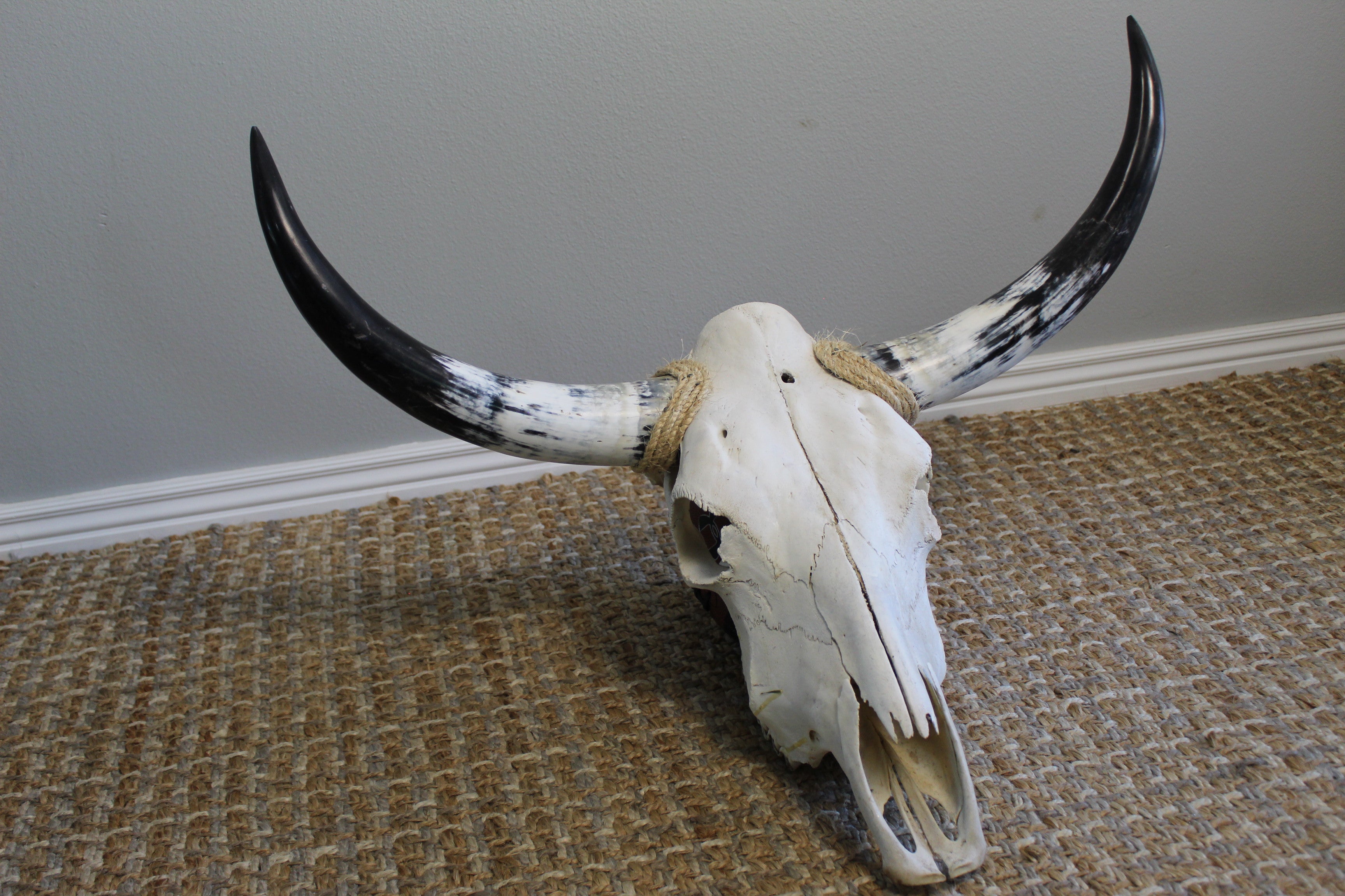 Real cow popular skull